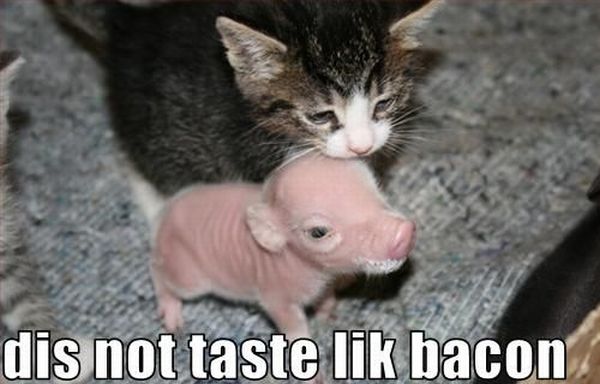 taste like bacon